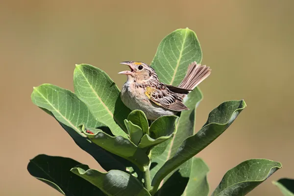 Grasshopper Sparrow (Ammodramus savannarum) — Stock Photo, Image