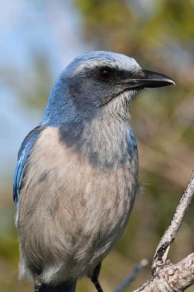 Zagrożonych florida peeling jay — Zdjęcie stockowe