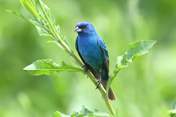 Indigo Bunting (Passerina cyanea) — Stock Photo, Image