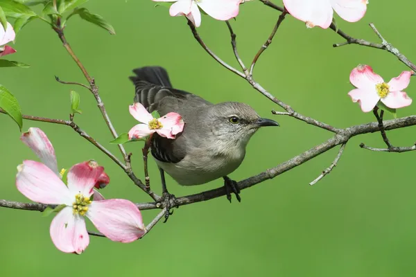 北モッキンバード（英語版）(mimus polyglottos) — ストック写真