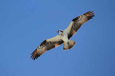 Sorguç (pandion haliaetus)