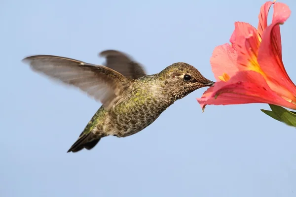 Anna Colibrì (calypte anna ) — Foto Stock