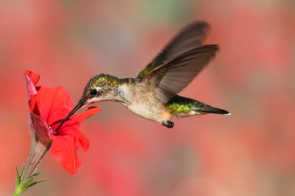 Ruby-throated kolibri flyg — Stockfoto