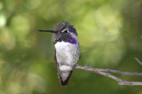Férfi Costa kolibri (Calypte costae) — Stock Fotó