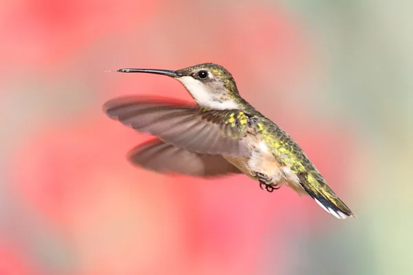 Colibrì dalla gola rubino in volo — Foto Stock