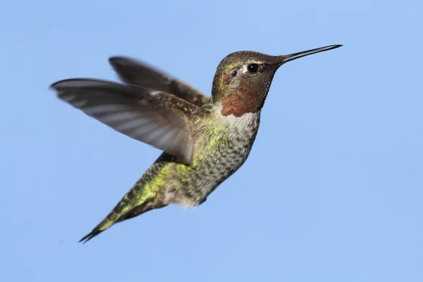 Annas Hummingbird (Calypte anna) — Stock Photo, Image