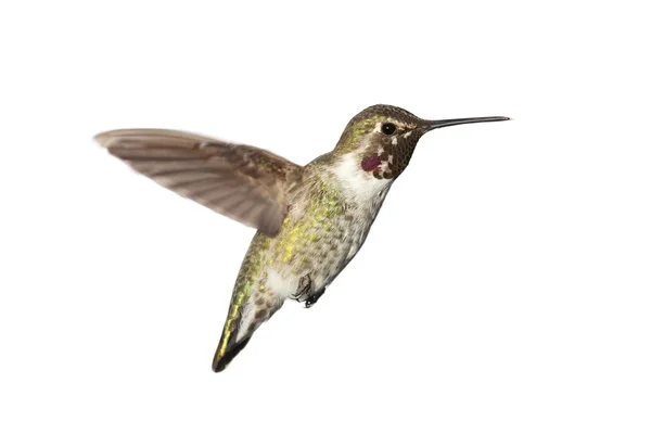 Annas Hummingbird (Calypte anna) — Stock Photo, Image