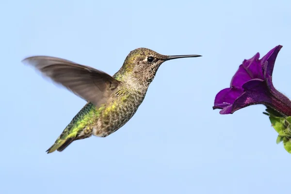 Annáš Hummingbird (calypte anna) — Stock fotografie