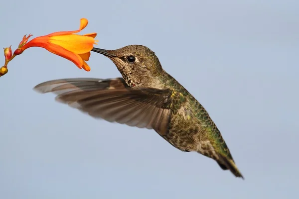 Annáš Hummingbird (calypte anna) — Stock fotografie