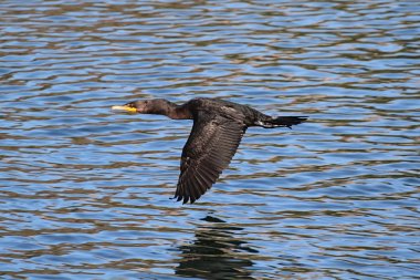 Uçuş Çift Tepeli karabatak