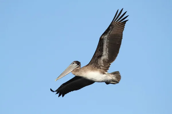 Pelicano marrom em voo — Fotografia de Stock