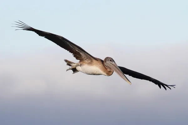 Pélican brun en vol — Photo