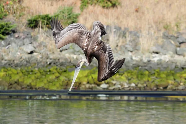 Pelicano marrom em voo — Fotografia de Stock