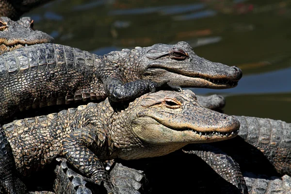 Amerikaanse alligators koesteren in de zon Stockafbeelding