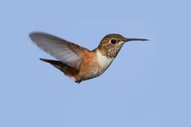 Kızıl sinek kuşu (Selasphorus rufus)