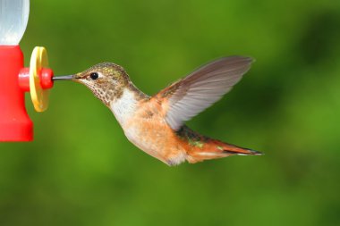 Kızıl sinek kuşu (Selasphorus rufus)