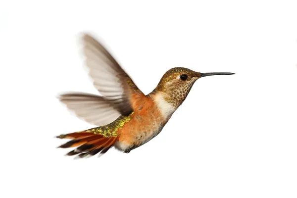 Rufous Hummingbird (Selasphorus rufus) — Stock Photo, Image