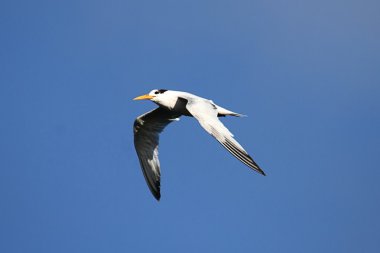 Zarif sumru (Sterna elegans)