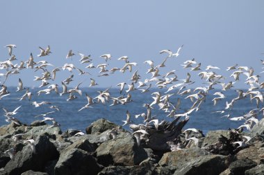 Zarif sumru (Sterna elegans)