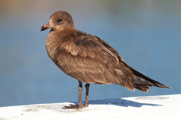 Okyanus tarafından Heermanns martı (Larus heermanni) — Stok fotoğraf