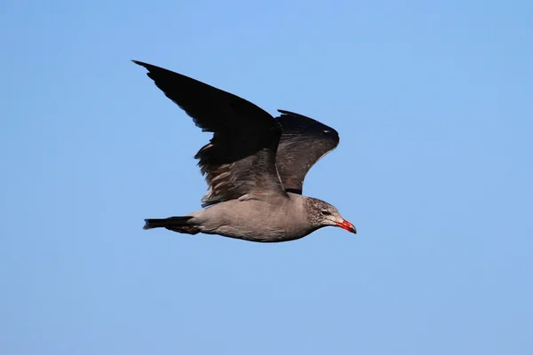 Heermanns Gull (Larus heermanni) By The Ocean — Stock Photo, Image