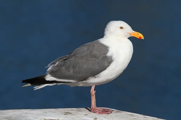 Gaivota Ocidental (Larus occidentalis) Pelo Oceano — Fotografia de Stock