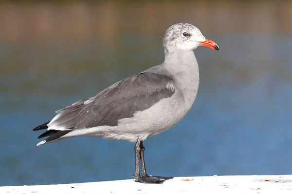 Heermanns Чайка (Larus heermanni) за океан — стокове фото