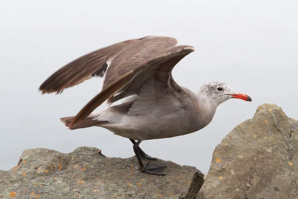 Heermanns Gull (Larus heermanni) Pelo Oceano — Fotografia de Stock
