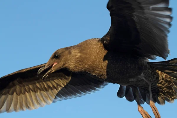 Western meeuw (Larus occidentalis) door de Oceaan — Stockfoto