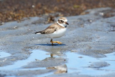 Yarı palmiye Plover (charadrius semipalmatus)