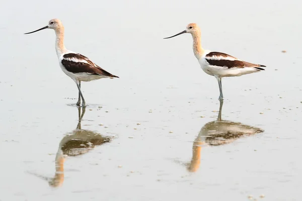 Avocet americano (Recurvirostra americana ) — Foto Stock