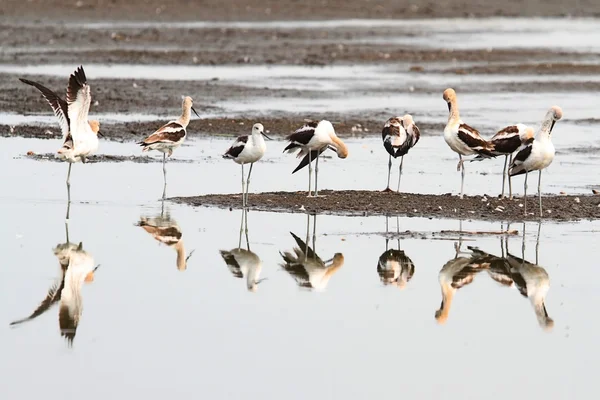 Avocet americano (Recurvirostra americana ) — Foto Stock