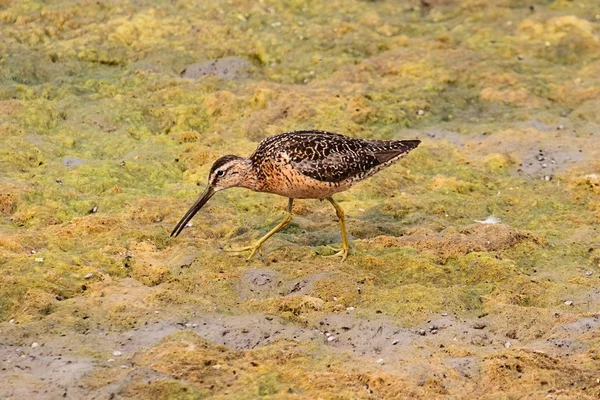 Dowitcher dlouhozobý (limnodromus scolopaceus) — Stock fotografie