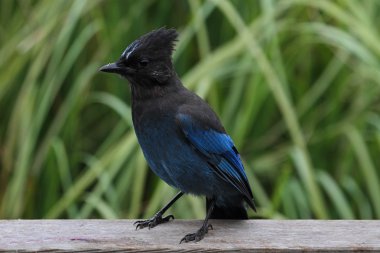 Stellers Jay (Cyanocitta stelleri)