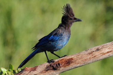 Stellers Jay (Cyanocitta stelleri)