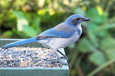 Western Scrub-Jay (Aphelocoma californica)
