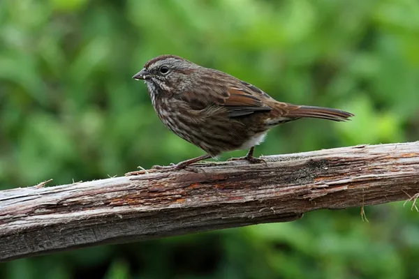 Song Sparrow (melodia melospiza) — Stok Foto
