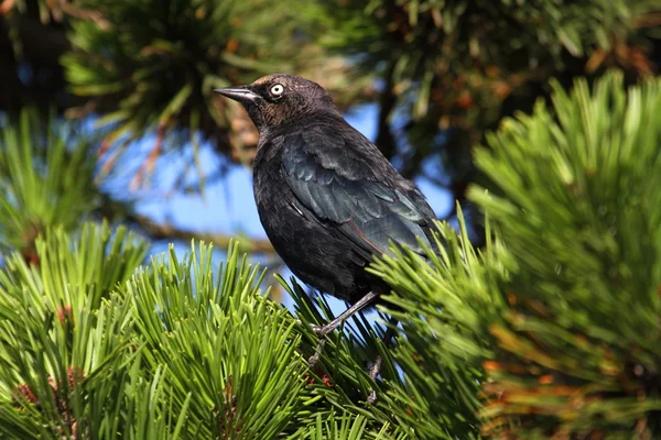 Birrai maschi Blackbird — Foto Stock
