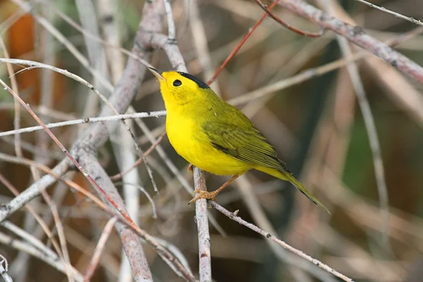 Wilsons toutinegra (Wilsonia pusilla) — Fotografia de Stock