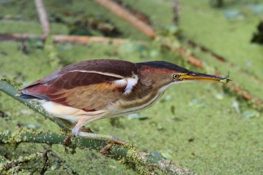 En azından Balaban (Ixobrychus exilis)