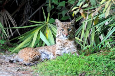 Vahşi vaşak (Lynx rufus)