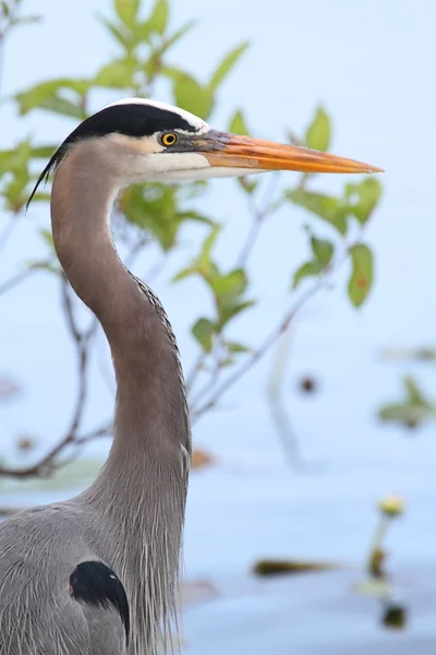 Nagy kék heron (ardea herodias) — Stock Fotó