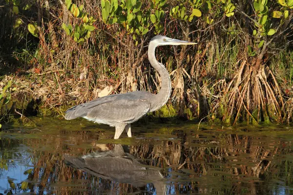 Grote blauwe reiger (ardea herodias)) — Stockfoto