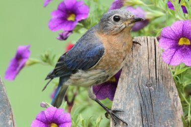 kadın Doğu bluebird