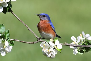 Doğu mavi kuş