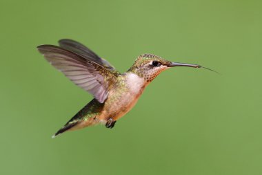 Yakut boğazlı sinekkuşu (Archilochus colubris)