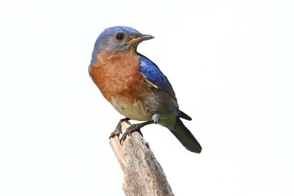 Bluebird isolado em um poleiro com um fundo branco — Fotografia de Stock