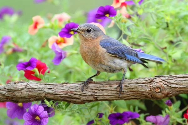 Kvinnliga östra bluebird — Stockfoto