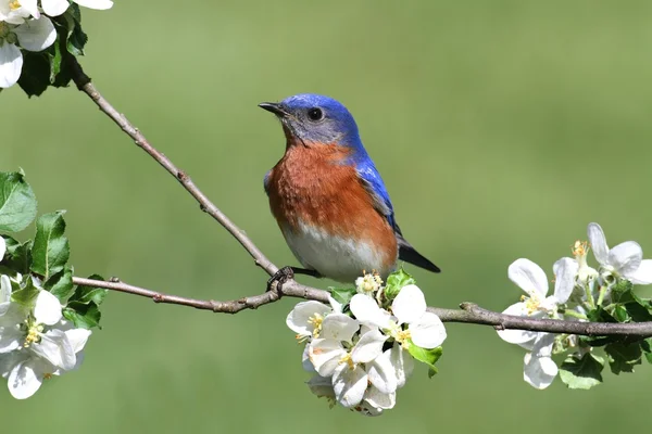 Oost bluebird — Stockfoto