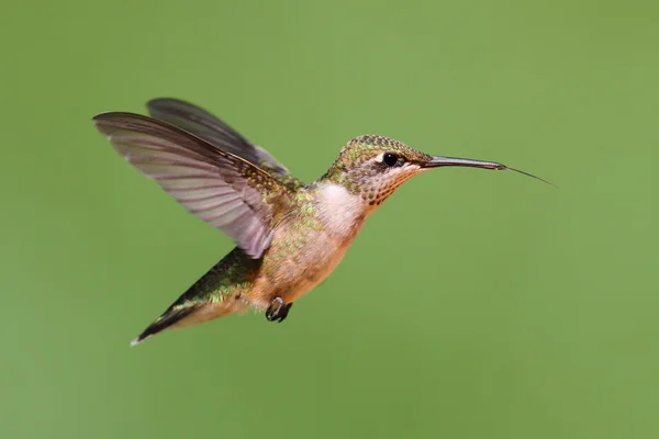 Рубиногорлый колибри (Archilochus colubris) — стоковое фото